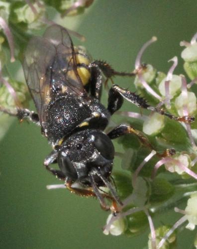 Oxybelus mucronatus
